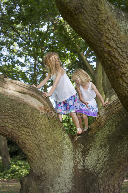 Дві дівчини піднімаються на дерево — стокове фото