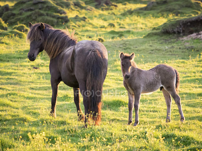 Mature horse and a foal — Stock Photo