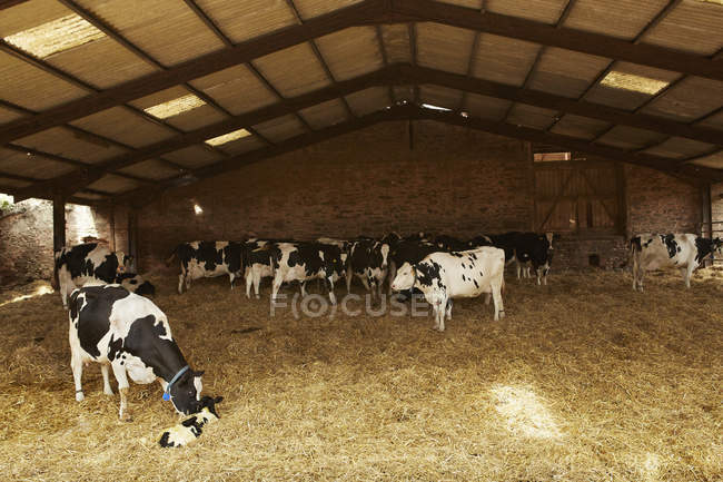 Herd of cows under cover — Stock Photo