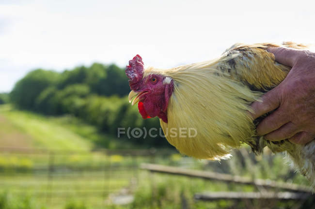Uomo che tiene un pollo adulto — Foto stock