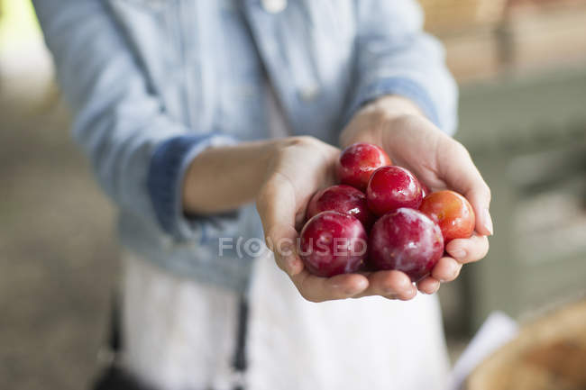 Femme tenant une poignée de prunes fraîches . — Photo de stock