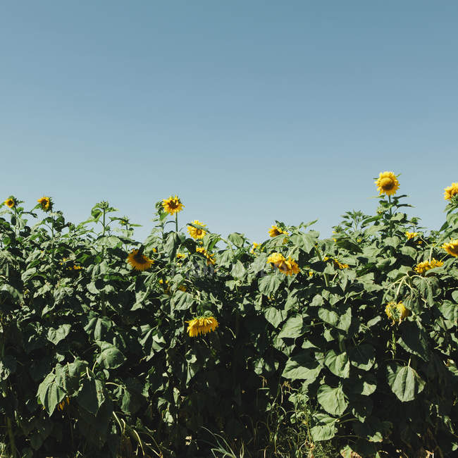 Field of tall sunflowers — Stock Photo