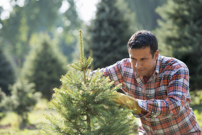 Man pruning a fir tree — Stock Photo
