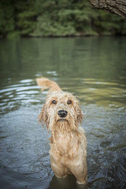 Golden labradoodle standing in the water — стоковое фото