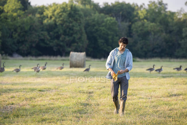 Людина, Прогулявшись через поле — стокове фото