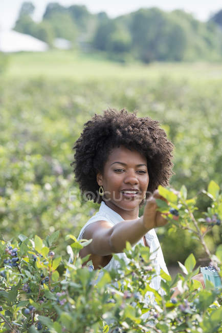 Woman picking fresh blueberries — Stock Photo