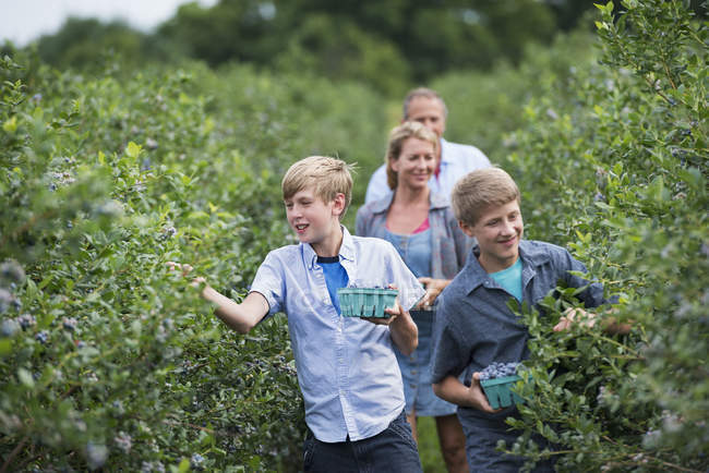 Family picking berry fruits from bushes — Stock Photo