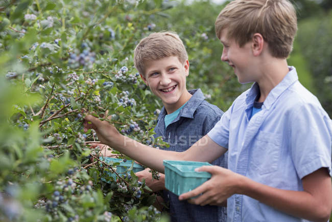 Boys picking berry fruits from bushes — Stock Photo
