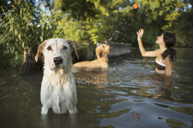 Woman swimming with two dogs in lake — Stock Photo