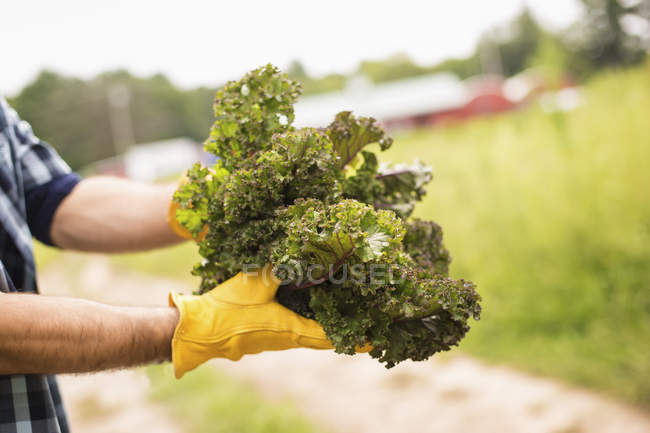 Homme tenant une poignée de légumes frais — Photo de stock