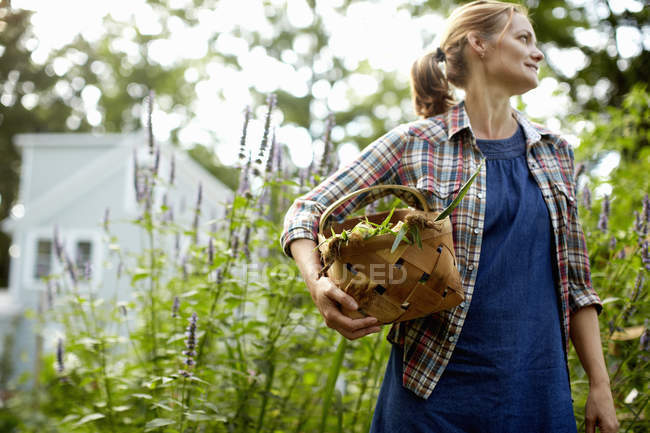 Femme portant du maïs frais cueilli — Photo de stock