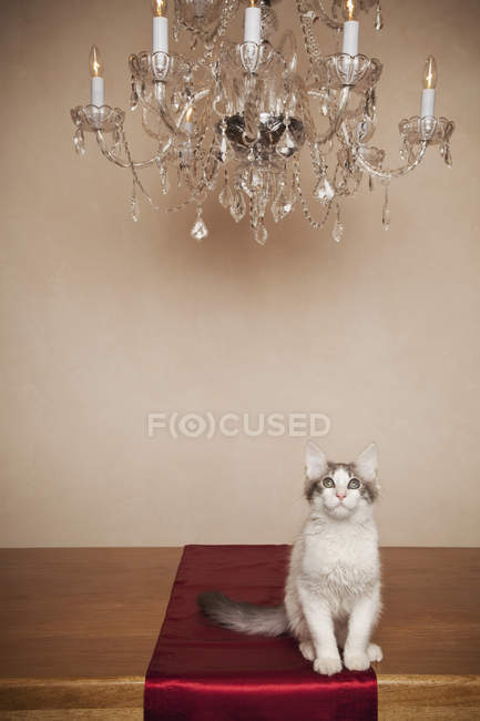Кошка сидит под люстрой — стоковое фото