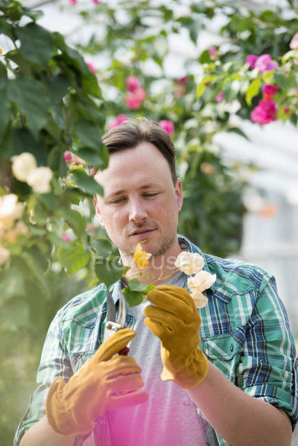Man working in an organic nursery — Stock Photo
