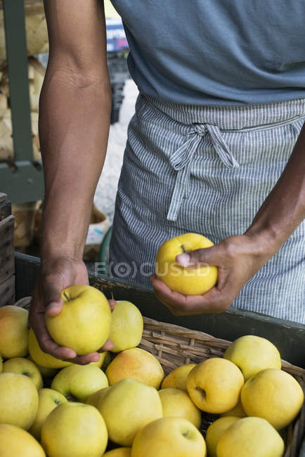 Чоловік упаковує свіжі яблука . — стокове фото