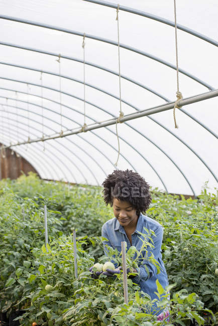 Mujer trabajando en invernadero - foto de stock