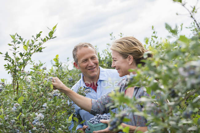 Couple picking berry fruits from bushes — Stock Photo