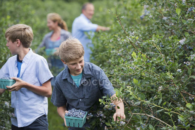 Famiglia che raccoglie frutti di bosco da cespugli — Foto stock
