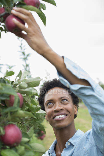 Femme cueillette les pommes mûres . — Photo de stock