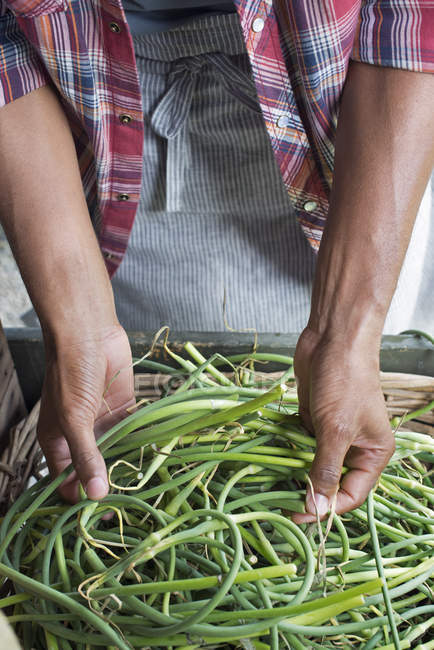 Man packing green beans — Stock Photo