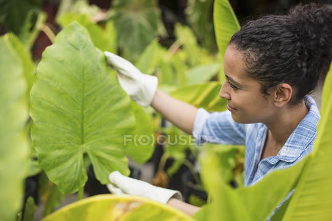 Mujer examinando las hojas de una planta tropical . - foto de stock