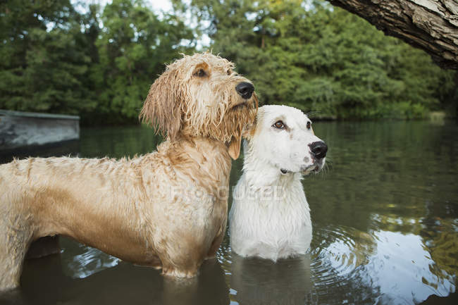 Золотой лабрадудль и маленькая собака — стоковое фото