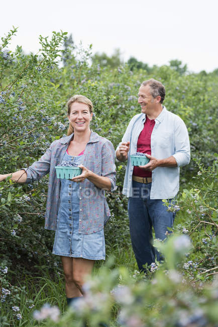 Casal colhendo frutas de baga de arbustos — Fotografia de Stock