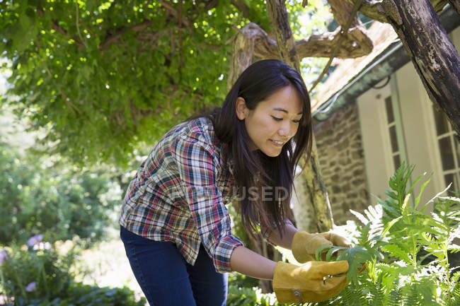 Mujer cultivando verduras y frutas ecológicas . - foto de stock