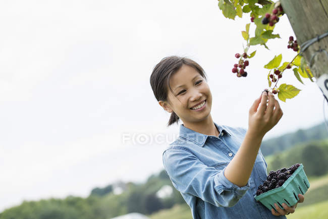 Woman reaching up to pick blackberries — Stock Photo