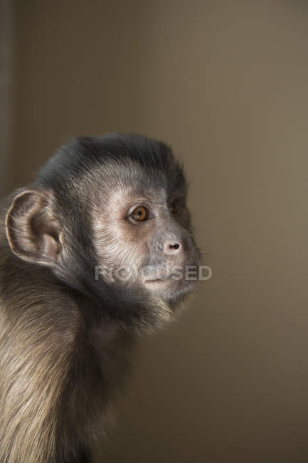 Mono capuchino sentado — Stock Photo
