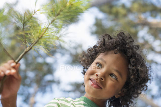 Criança segurando ramo com agulhas de pinheiro — Fotografia de Stock