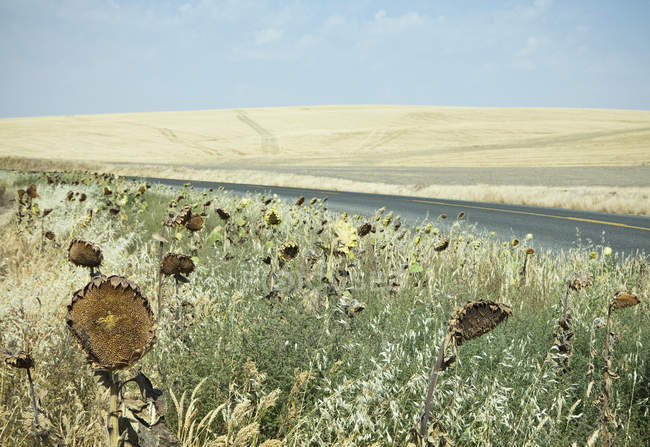 Girasoles secos en la carretera - foto de stock