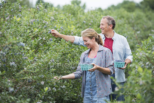 Couple picking berry fruits from bushes — Stock Photo