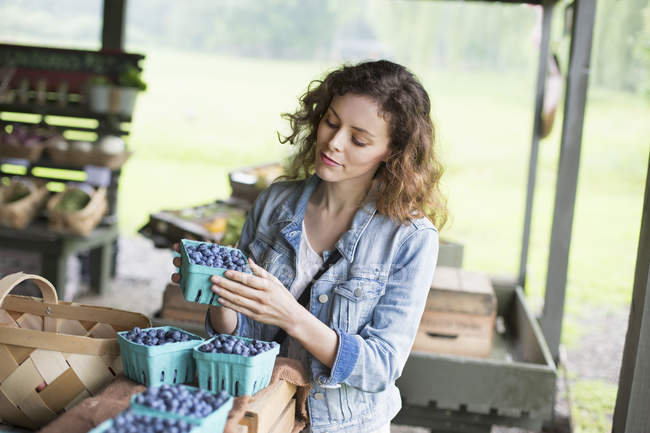 Woman sorting punnets of blueberries. — Stock Photo