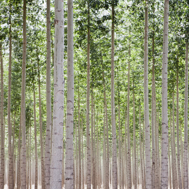 Poplar trees plantation — Stock Photo