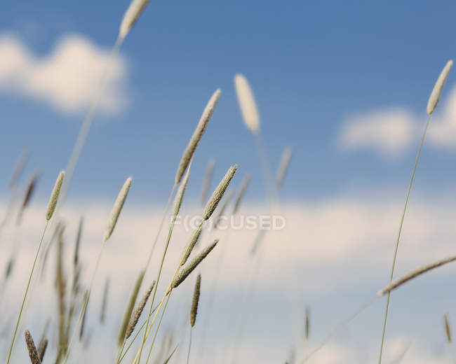 Wild grasses and seedheads — Stock Photo
