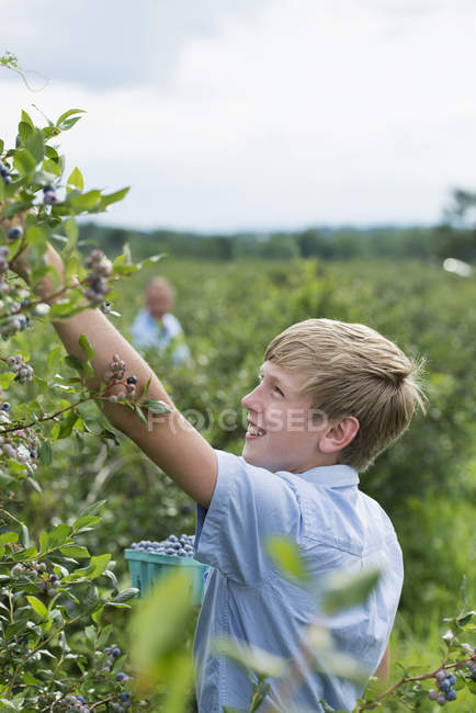 Menino colhendo frutas de baga de arbustos — Fotografia de Stock