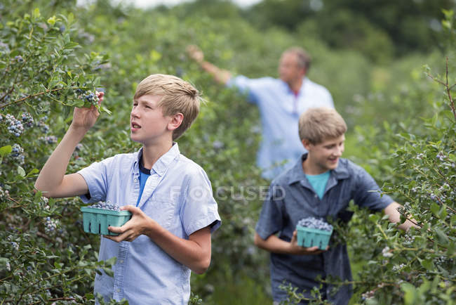 Family picking berry fruits from bushes — Stock Photo
