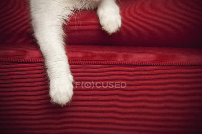 Котенок на красном диване — стоковое фото