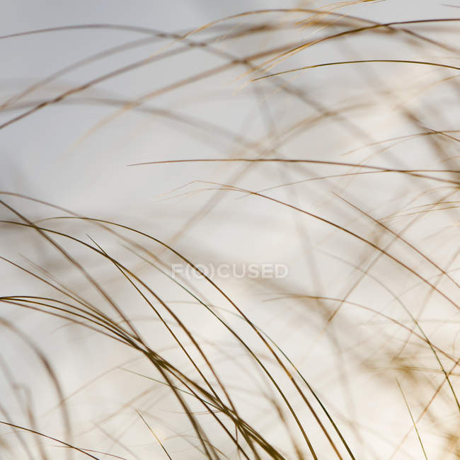 Морские травы на полуострове Лонг-Бич — стоковое фото