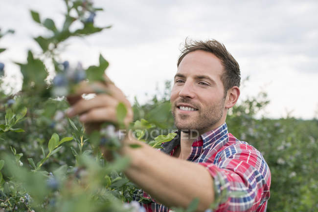 Man picking  blueberries — Stock Photo