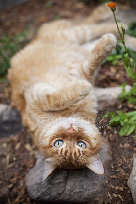 Помаранчевий таббі кішка — стокове фото