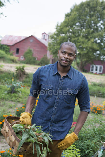 Hombre con canasta de maíz recién cosechado - foto de stock