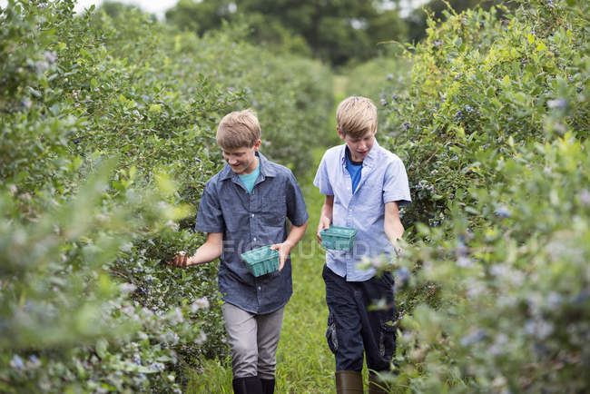 Boys picking berry fruits from bushes — Stock Photo