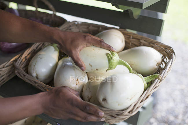 Man sorting fresh eggplants. — Stock Photo