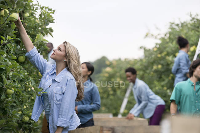 People picking apples from the trees. — Stock Photo