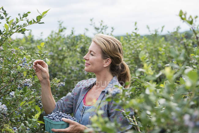 Donna che raccoglie frutti di bosco da cespugli — Foto stock