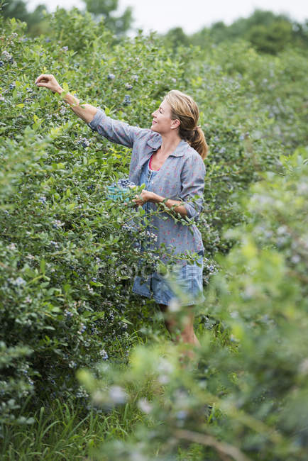 Mujer recogiendo frutas de bayas de arbustos - foto de stock