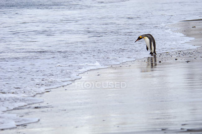 King penguin on South Georgia Island — Stock Photo