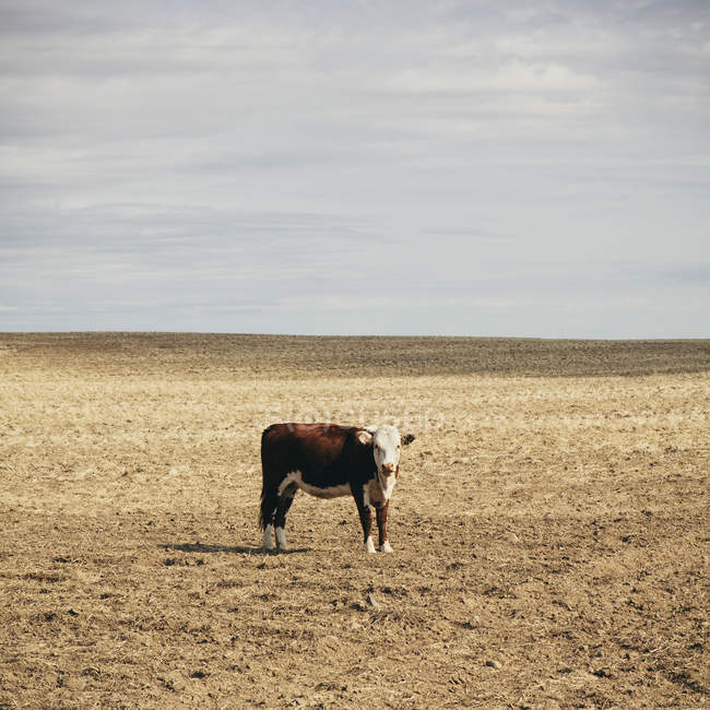 Cow standing in open field — Stock Photo