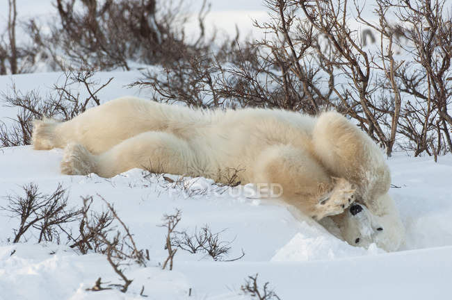 Ours polaire dans la nature . — Photo de stock
